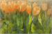 Tulpen V auf 100g Ingres Papier| Aquarell 32 x 48 cm 