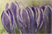 Krokusse auf 100g Ingres Papier| Aquarell 32 x 48 cm 