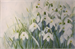 Schneeglöckchen auf 100g Ingres Papier| Aquarell 32 x 48 cm