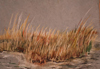 Strandhafer | Pastell auf Bütten 24 x 30 cm